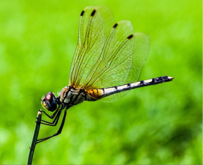 dragonfly