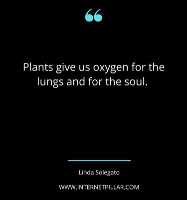 houseplant-quotes-sayings-captions