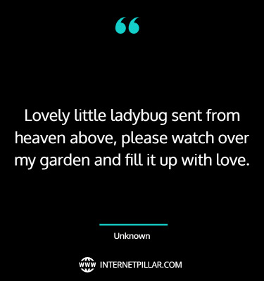 inspiring-ladybug-quotes-sayings-captions