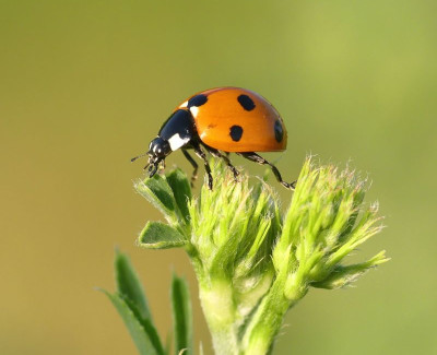 ladybug