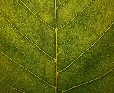 leaf