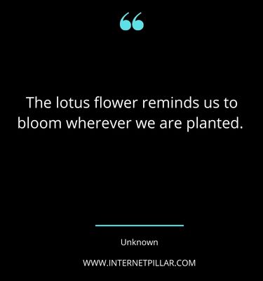 lotus-flower-quotes
