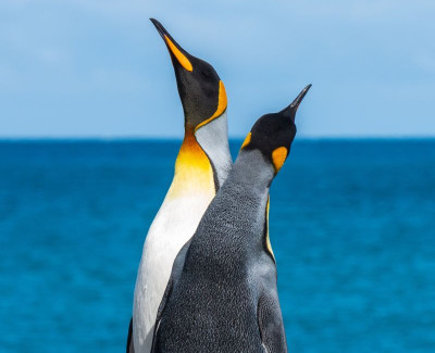 penguin