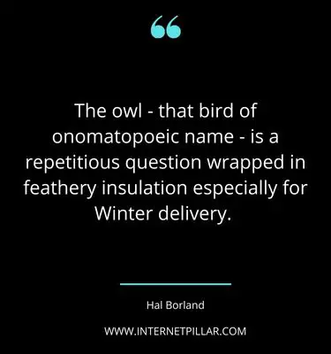 thought-provoking-owl-quotes-sayings-captions