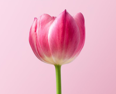 tulip