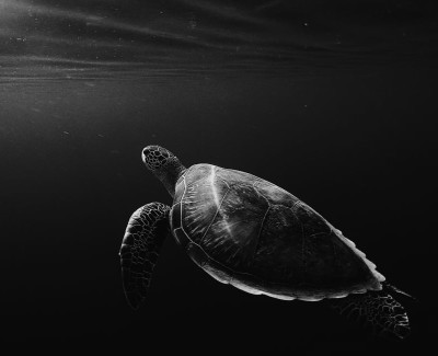 turtle