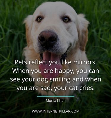 amazing pet sayings