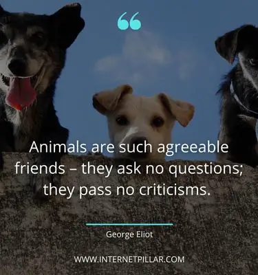 awesome pet quotes