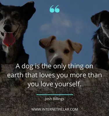 beautiful pet quotes