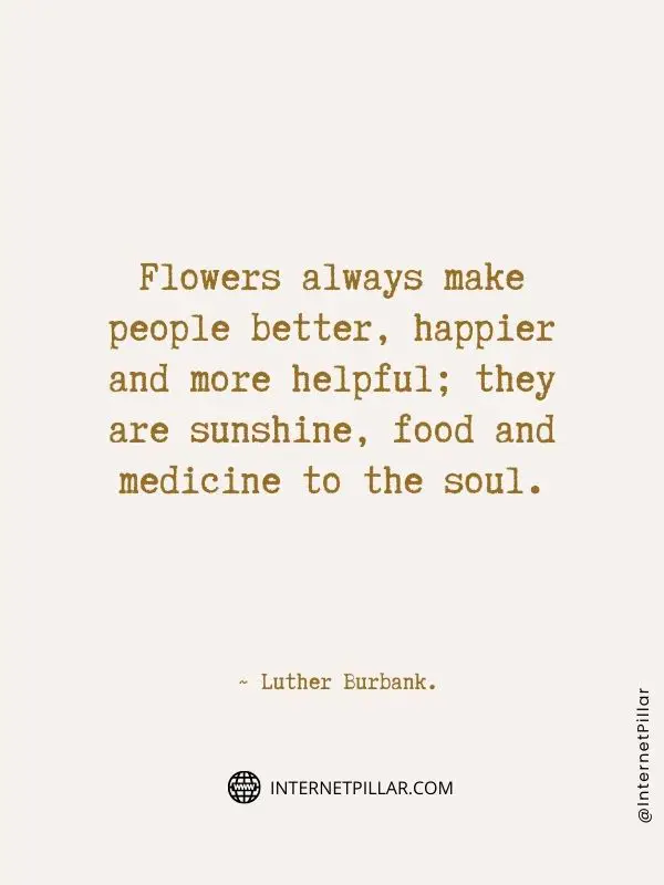 best-flower-quotes-by-internet-pillar