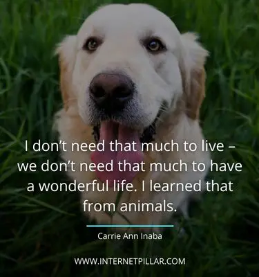 inspirational-quotes-about-pet
