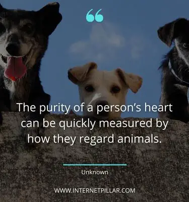 interesting-pet-quotes
