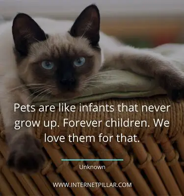 meaningful pet quotes