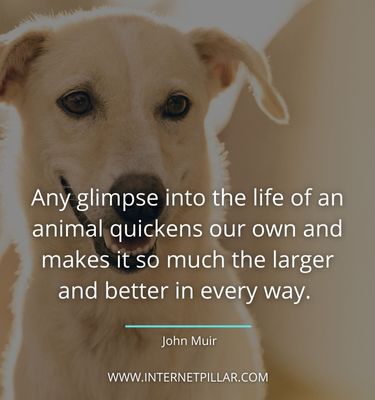 motivating-pet-sayings
