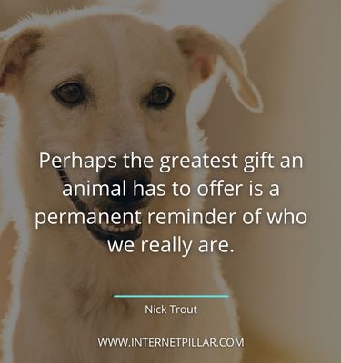 motivational-pet-sayings
