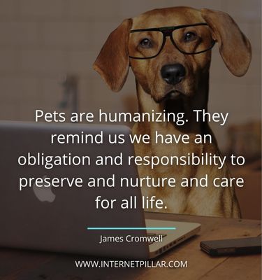 motivational-quotes-about-pet
