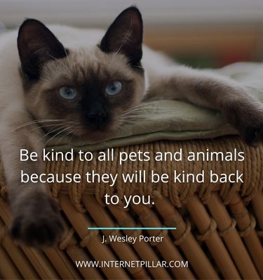 positive-pet-quotes
