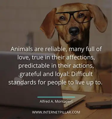 powerful pet quotes sayings captions phrases words