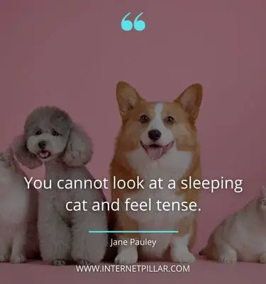 quotes on pet