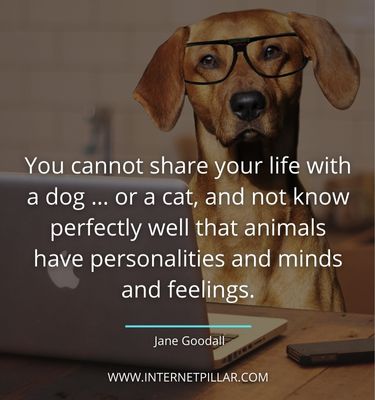 thought provoking quotes about pet