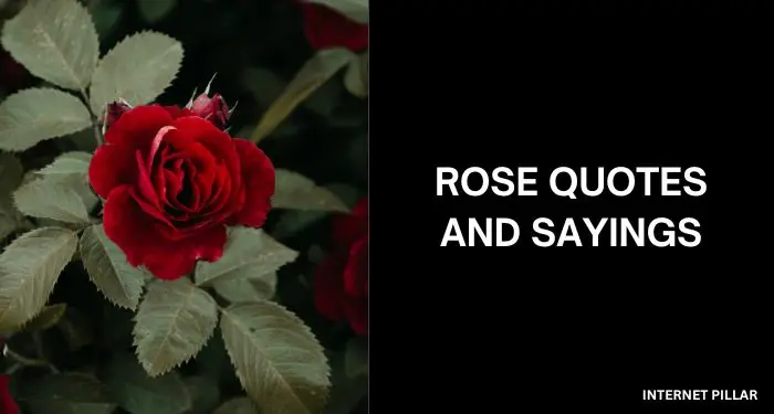 Rose-Quotes-and-Sayings