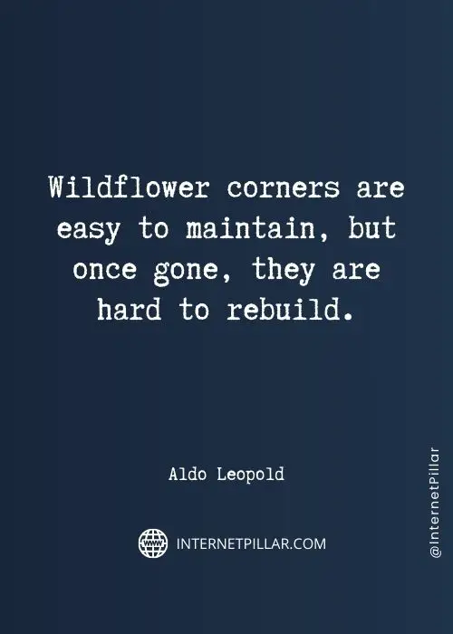 powerful-wildflower-quotes
