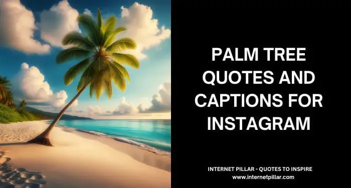 73 Palm Tree Quotes and Captions for Instagram