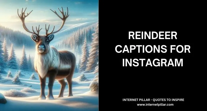 Reindeer Captions for Instagram and Social Media